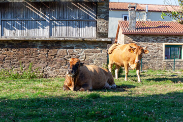 Galician blonde cows grazing in the fields of the municipality of Santiago de Compostela, Galicia, north west of Spain.