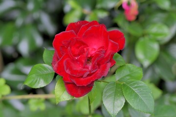 A red rose in a garden