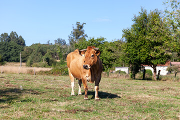 Galician blonde cow grazing in the fields of the municipality of Santiago de Compostela, Galicia, north west of Spain.