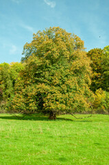 Fototapeta premium Trees in the park
