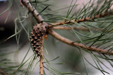 pine needles. cones. tree. background .spruce. fir. pine. nature.