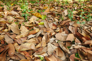 fallen dry leaves on ground close up 