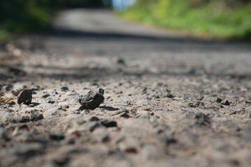 Close up of a stone on a country road