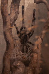 Big tarantula spider