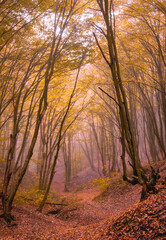 Misty autumn forest with an enchanted look