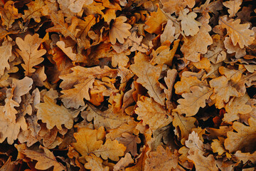 Fallen Autumn Leaves Colorful background. Dry orange leaves on the grass