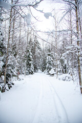 Winter forest after snow storm. Natural background