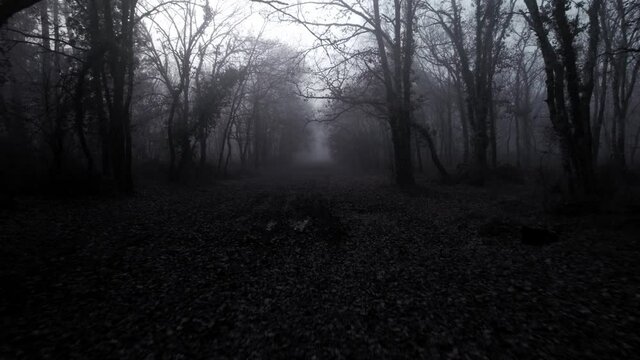 Dark grey mist forest. Path in a creepy thick fog. Travelling backward filming trees in the fog.