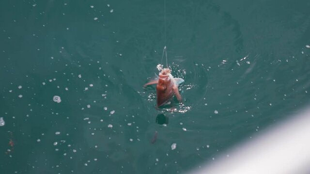 Red snapper fish caught in fishing line from side of boat, dangling half in water