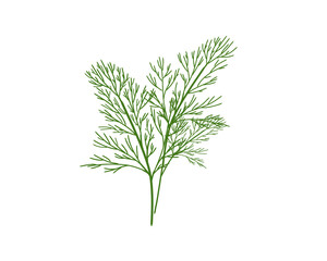 Fresh organic dill  isolated on white background hand drawn flat vector illustration.