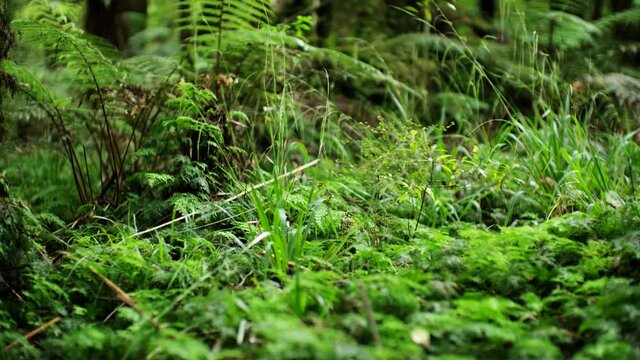 Lush primeval fern forest native to New Zealand, Punga Silver Fern
