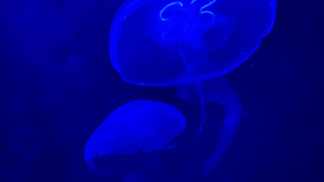 Jelly Fish in slow motion, blue, Palma de Mallorca Aqurium - (4K)