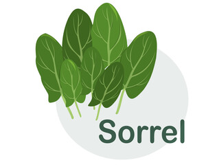 Sorrel drawn flat vector illustration.