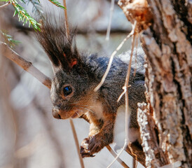 squirrel