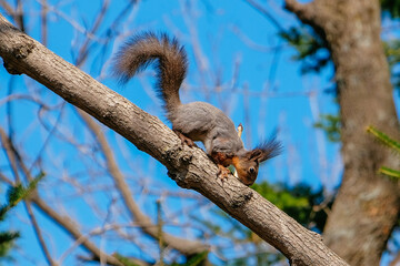 squirrel