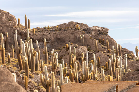 Cardon cactus (Echinopsis atacamensis), growing near the entrance to Isla Incahuasi, on the Salar de Uyuni, Bolivia