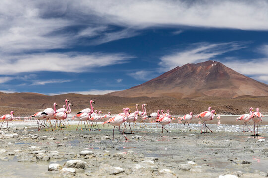 Flamingos feeding in Laguna Canapa, an endorheic salt lake in the altiplano, Potosi Department, Bolivia
