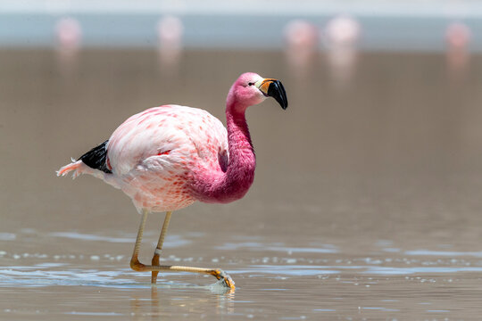 Andean flamingos (Phoenicoparrus andinus), Eduardo Avaroa Andean Fauna National Reserve, Bolivia