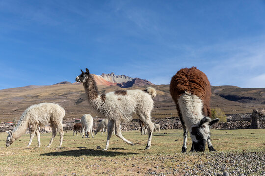 Llamas (Lama glama), feeding near Coqueza, a small town near the Thunupa Volcano, Salar de Uyuni, Bolivia