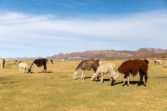 Llamas (Lama glama), feeding near Coqueza, a small town near the Thunupa Volcano, Salar de Uyuni, Bolivia