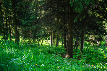 Nature background landscape of green forest with wild flowers and grass