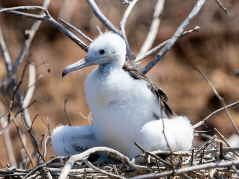 A young great frigatebird (Fregata minor) in the nest on North Seymour Island, Galapagos