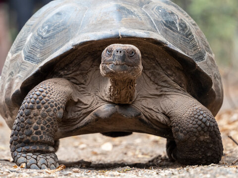 A Galapagos giant tortoise (Chelonoidis spp) in Urbina Bay, Isabela Island, Galapagos