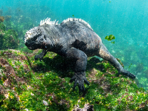 Adult male Galapagos marine iguana (Amblyrhynchus cristatus), underwater, Fernandina Island, Galapagos