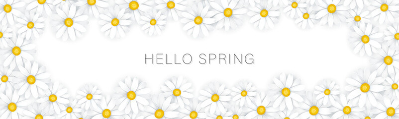 Hello Spring banner or newsletter header. Tender white realistic daisy flowers. Floral promo design. Vector illustration.