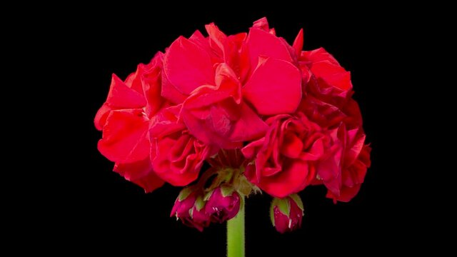 Red Geranium ( Pelargonium ) Blossoms. Beautiful Time Lapse of Opening Red Geranium ( Pelargonium ) Flower on Black Background. 4K.