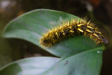 Yellow Caterpillar 2