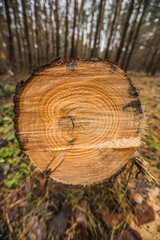 a tree trunk in an autumn pine forest