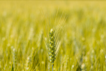 Ears of wheat in the French countryside in Europe, France, Isere, the Alps, in summer on a sunny day.