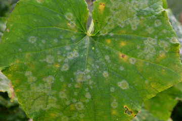 Cucumber leaf affected by the disease, with white and yellow spots. Fungal or viral disease of plants. Problems in the organic cultivation of cucumbers, mistakes of farmers. Powdery mildew