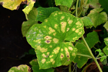 Cucumber leaf, affected by the disease.Fungal or viral disease. Lack or excess of moisture and...