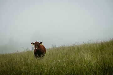 Solitary brown calf standing on lush pasture staring to the camera during foggy summer morning © Tomáš Hudolin