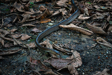 Rate Snake 2