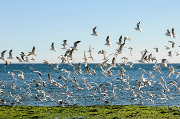 Gull and tern flock, Patagonia, Argentina