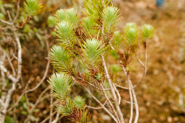 Juvenile foliage with needles of a stone pine specimen in autumn. Pinus pinea, in a forest in Zamora, Spain.