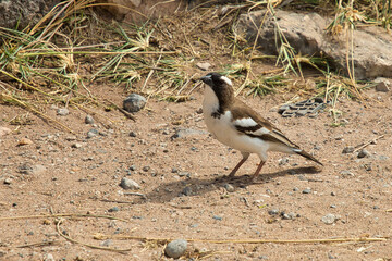 White-browed sparrow-weaver, Plocepasser mahali, in the Samburu National Reserve in Kenya.