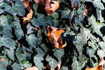 Ivy with platanus dry leaves