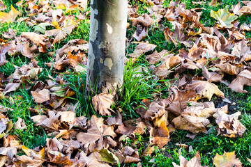 Dry platanus leaves (Juglans regia) fallen on the ground.