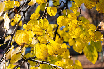 Populus branches. Yellow leaves of populus.