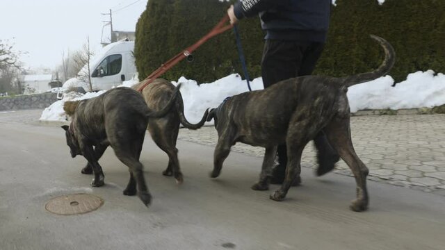 Three canario presa dogs on a leash walk next to the owner.