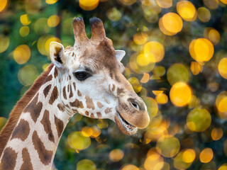 portrait of giraffe close up