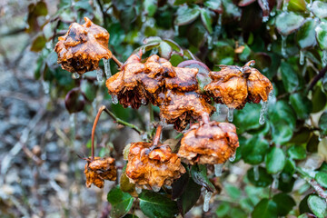 Frosted bush rose, on defocused background, close-up.