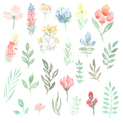 watercolor drawing of different flowers 