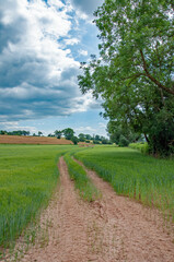Fototapeta na wymiar Farming road in the countryside