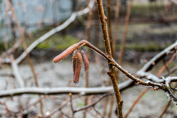 Frozen Catkins Of Corylus avellana, known as hazel.
