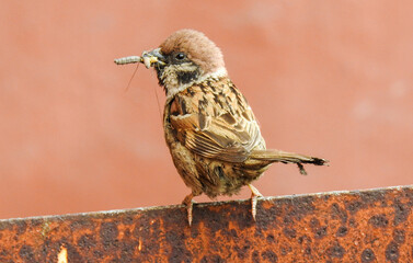 sparrow